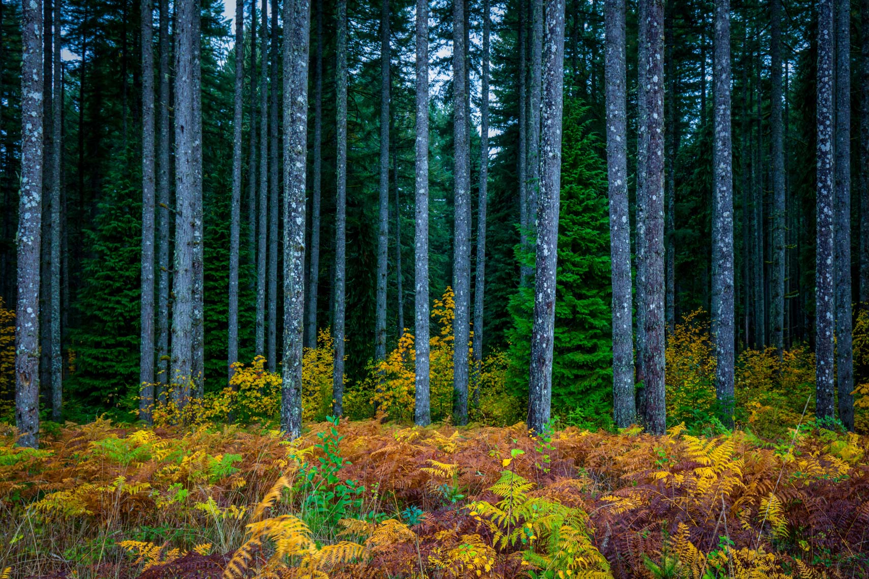 untitled-2scenics